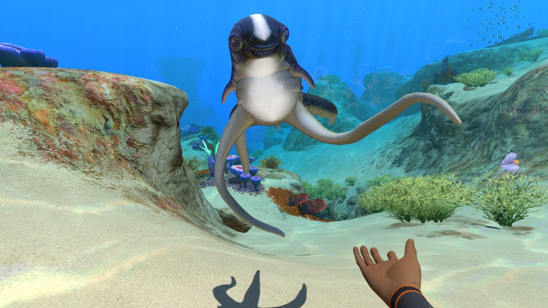 How To Hatch Cuddlefish Eggs